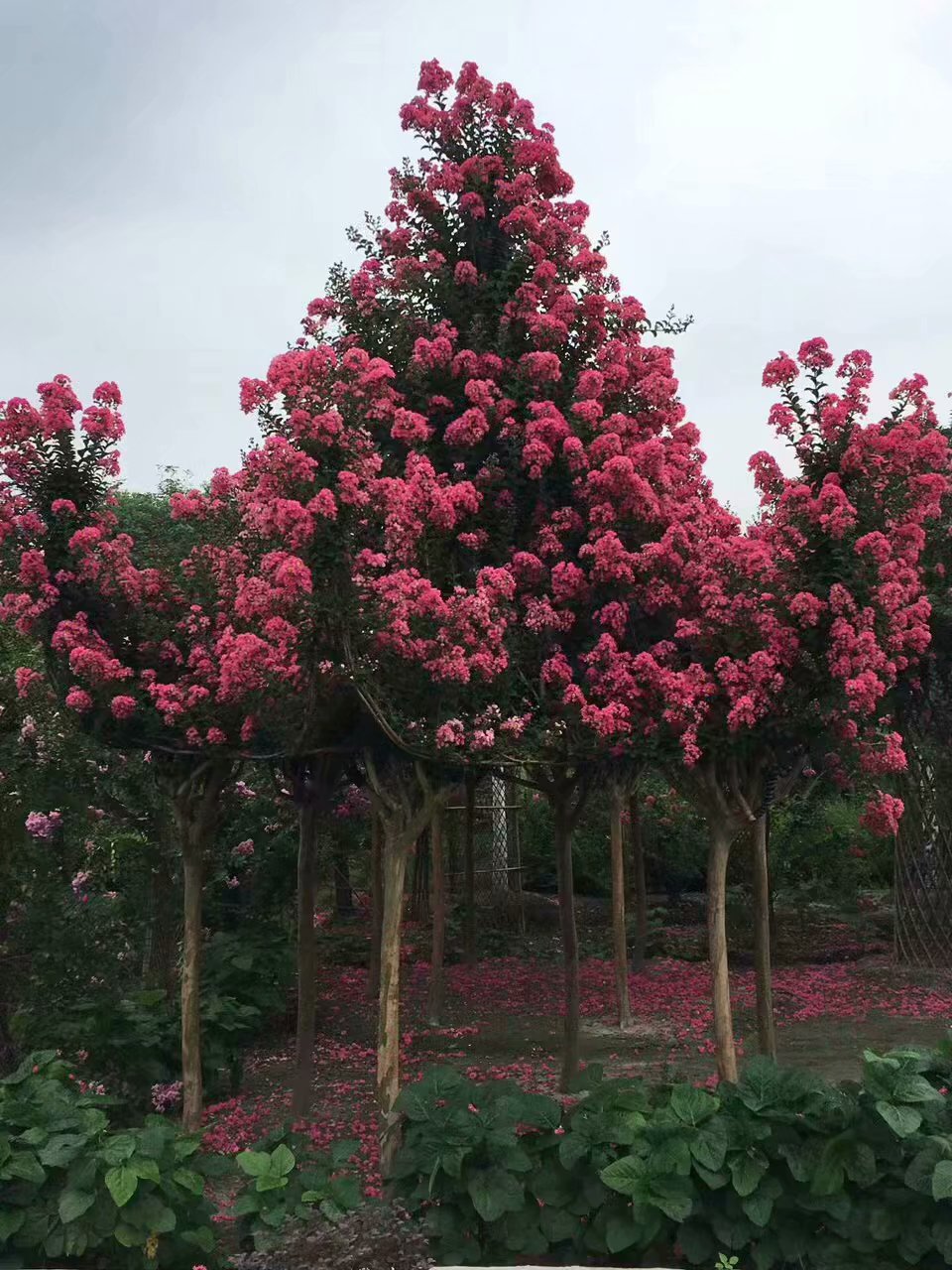 紫薇田宅宫看财富怎么看呢？田宅宫可以看什么