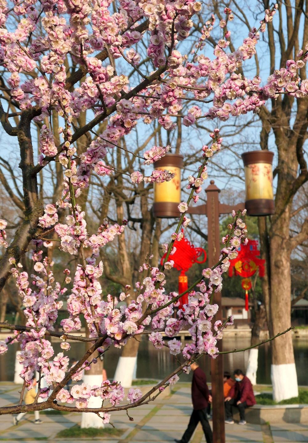 梅花易数与紫微斗数斗数的思维推崇备至新年快乐