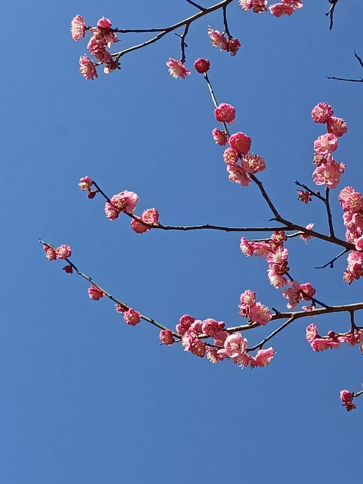 梅花易数与紫微斗数斗数的思维推崇备至新年快乐