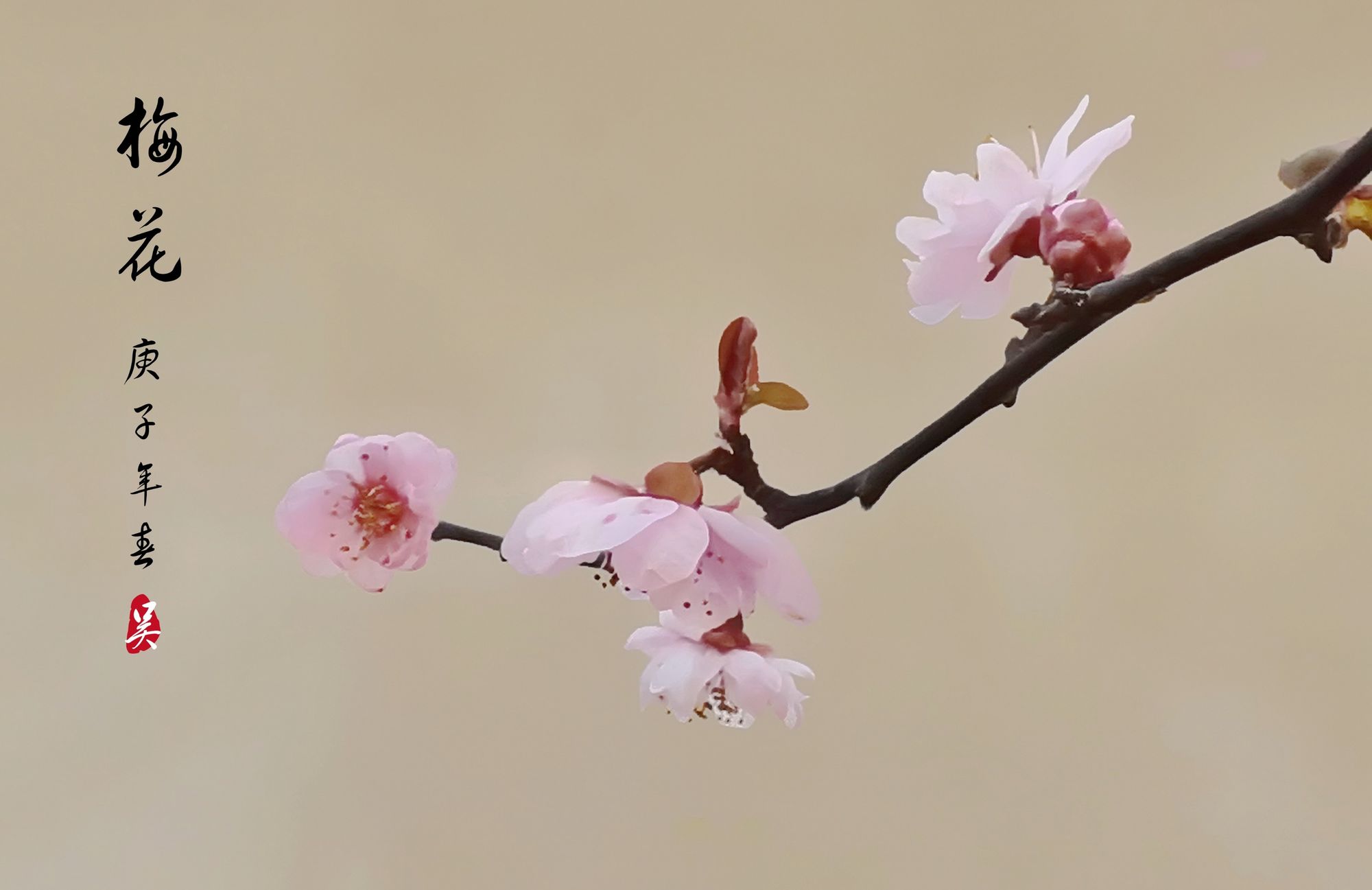 梅花易数与紫微斗数斗数的思维推崇备至新年快乐