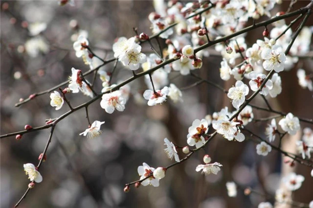 梅花易数与紫微斗数斗数的思维推崇备至新年快乐