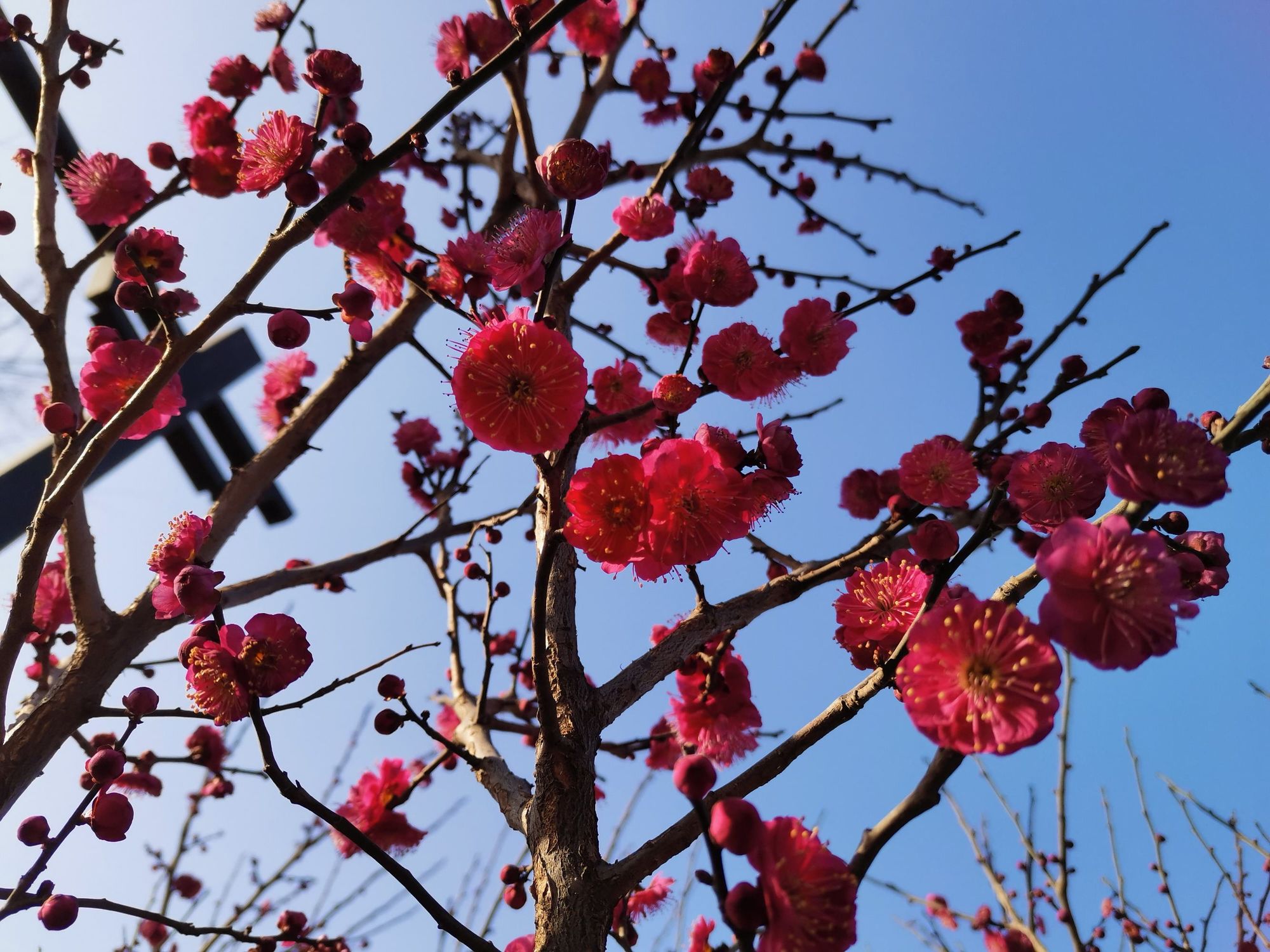 梅花易数与紫微斗数斗数的思维推崇备至新年快乐