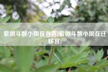 紫微斗数小限在各宫(紫微斗数小限在迁移宫)