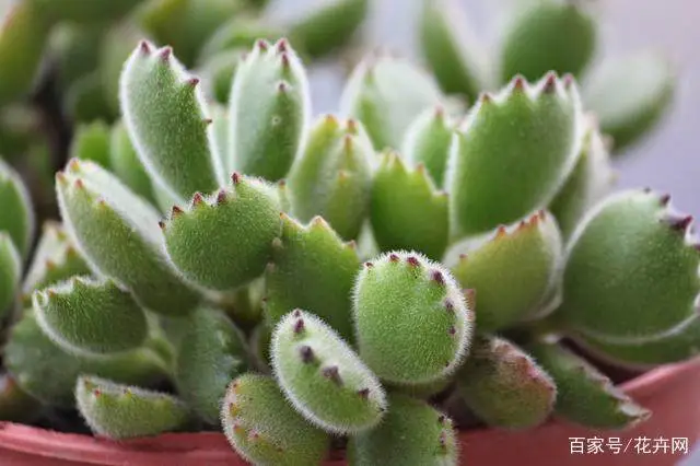 熊童子：一种长得像熊掌的多肉植物，你知道怎么养吗？