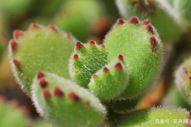 熊童子：一种长得像熊掌的多肉植物，你知道怎么养吗？